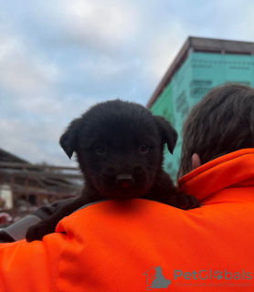 Foto №4. Ich werde verkaufen mischlingshund in der Stadt Москва. quotient 	ankündigung - preis - Frei