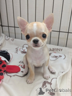 Foto №1. chihuahua - zum Verkauf in der Stadt Helsinki | 500€ | Ankündigung № 163639