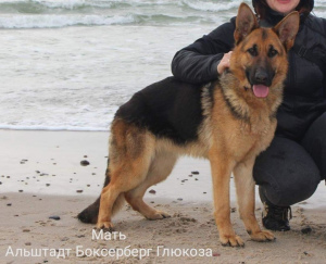 Foto №2 zu Ankündigung № 1996 zu verkaufen deutscher schäferhund - einkaufen Russische Föderation züchter