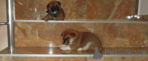 Foto №3. Shiba Inu Welpen der Spitzenklasse. Serbien