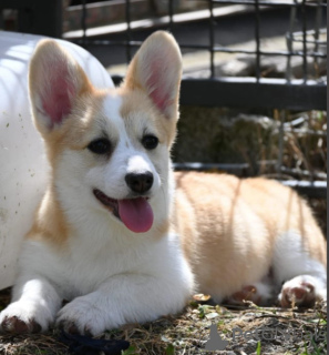 Foto №3. Welsh Corgi/Welsh Corgi Pembroke. Serbien