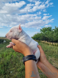 Foto №3. Miniatur-Bullterrier FCI. Polen