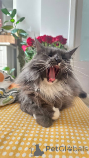 Foto №4. Ich werde verkaufen  in der Stadt Москва.  - preis - Frei