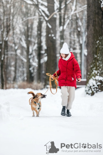 Foto №3. Kurzfüßiger Kürbis sucht ein Zuhause!. Russische Föderation