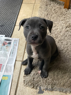 Foto №4. Ich werde verkaufen staffordshire bull terrier in der Stadt München. züchter - preis - verhandelt