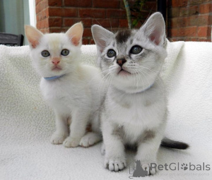 Foto №1. birma-katze - zum Verkauf in der Stadt Adelboden | 350€ | Ankündigung № 169311