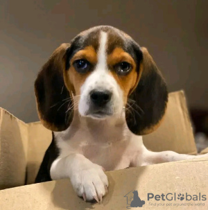 Foto №1. beagle - zum Verkauf in der Stadt Антверпен | 450€ | Ankündigung № 120684