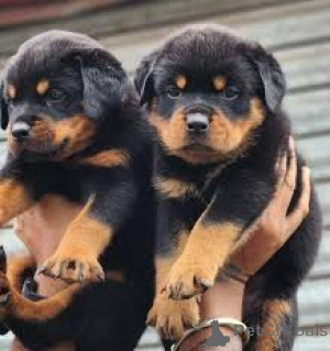 Foto №2 zu Ankündigung № 165272 zu verkaufen rottweiler - einkaufen Belgien quotient 	ankündigung, züchter