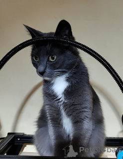 Foto №2 zu Ankündigung № 157489 zu verkaufen  - einkaufen Weißrussland quotient 	ankündigung