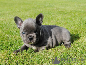 Foto №2 zu Ankündigung № 70867 zu verkaufen französische bulldogge - einkaufen Deutschland 