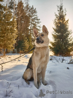 Foto №2 zu Ankündigung № 139028 zu verkaufen mischlingshund - einkaufen Russische Föderation 