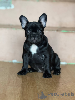 Foto №3. Französische Bulldogge schöne Welpen. Serbien