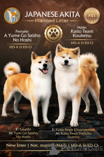 Foto №1. akita - zum Verkauf in der Stadt Kruševac | 1000€ | Ankündigung № 69446