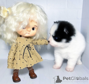 Foto №4. Ich werde verkaufen  in der Stadt Krasnodar. vom kindergarten, züchter - preis - 2500€