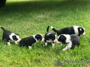 Foto №3. Entzückende Border-Collie-Welpen zur kostenlosen Adoption. Deutschland