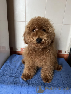 Foto №1. pudel (toy) - zum Verkauf in der Stadt Kiew | 1500€ | Ankündigung № 156646