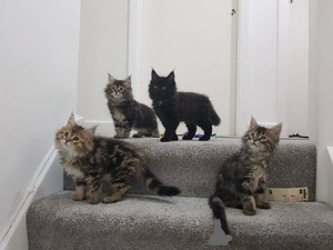 Foto №1. maine-coon-katze - zum Verkauf in der Stadt Antwerpen | Frei | Ankündigung № 154168