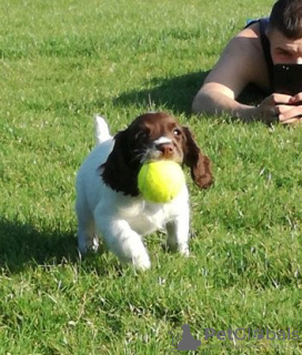 Foto №1. english springer spaniel - zum Verkauf in der Stadt Sint Anthonis | 320€ | Ankündigung № 129505