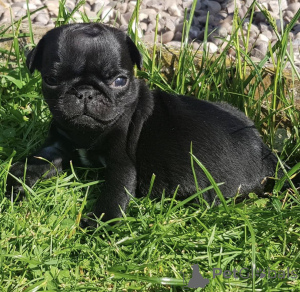 Foto №3. Urocze szczenięta mopsa do adopcji. Polen