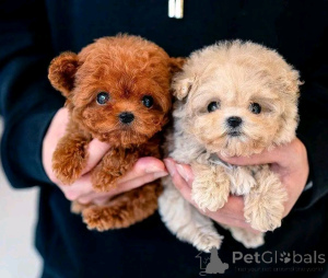 Foto №1. pudel (toy) - zum Verkauf in der Stadt Chicago | 425€ | Ankündigung № 137886