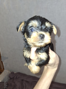 Foto №2 zu Ankündigung № 160683 zu verkaufen biewer terrier, yorkshire terrier - einkaufen Estland quotient 	ankündigung, vom kindergarten, züchter
