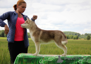 Zusätzliche Fotos: Zum Verkauf angeboten männlicher Siberian Husky