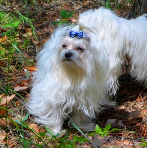 Foto №4. Ich werde verkaufen malteser in der Stadt Kiew. quotient 	ankündigung - preis - 439€