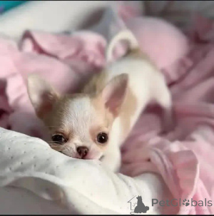 Foto №2 zu Ankündigung № 164730 zu verkaufen  - einkaufen Deutschland 