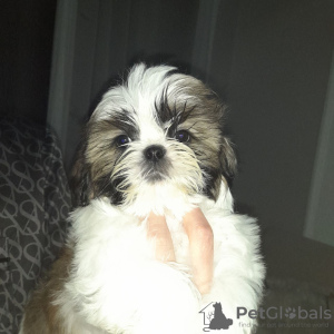 Foto №2 zu Ankündigung № 123321 zu verkaufen shih tzu - einkaufen Türkei quotient 	ankündigung