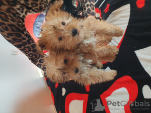 Foto №3. Zu verkaufen sind 2 kleine Hündinnen. Schweiz