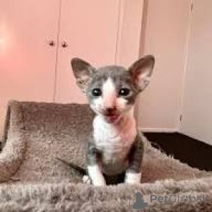 Foto №3. Schattige Cornish Rex-Kätzchen sind in einem neuen Haus zu sehen.. Belgien