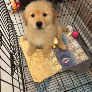 Foto №2 zu Ankündigung № 165319 zu verkaufen golden retriever - einkaufen Österreich züchter