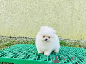 Foto №3. Chiots Poméraniens à vendre. Frankreich