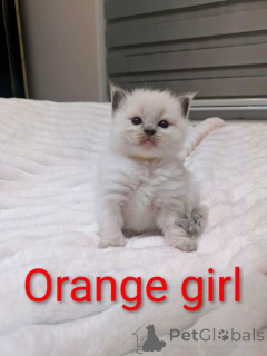 Foto №4. Ich werde verkaufen ragdoll-katze in der Stadt Stadt Florida. quotient 	ankündigung - preis - 853€