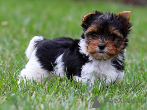 Foto №1.  - zum Verkauf in der Stadt Berlin | verhandelt | Ankündigung № 156757