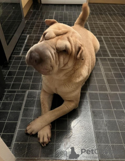 Foto №1. shar-pei - zum Verkauf in der Stadt Berlin | 350€ | Ankündigung № 116801