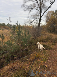 Foto №2 zu Ankündigung № 157843 zu verkaufen golden retriever - einkaufen Deutschland quotient 	ankündigung