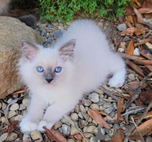 Foto №2 zu Ankündigung № 109688 zu verkaufen ragdoll-katze - einkaufen Deutschland züchter