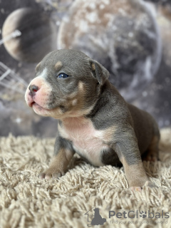 Zusätzliche Fotos: American Bully SHOW-KLASSE