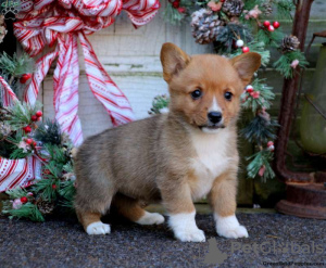 Foto №4. Ich werde verkaufen welsh corgi in der Stadt Lindos.  - preis - 540€