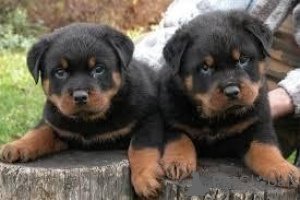 Foto №1. rottweiler - zum Verkauf in der Stadt Амстердам | 398€ | Ankündigung № 132714
