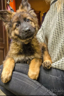 Foto №1. deutscher schäferhund - zum Verkauf in der Stadt Krakau | 1000€ | Ankündigung № 32229