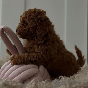 Foto №2 zu Ankündigung № 119695 zu verkaufen pudel (toy) - einkaufen Litauen quotient 	ankündigung