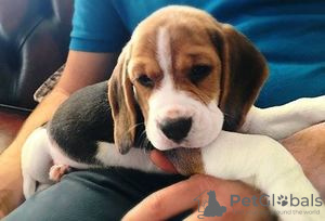 Foto №2 zu Ankündigung № 116057 zu verkaufen beagle - einkaufen Deutschland quotient 	ankündigung