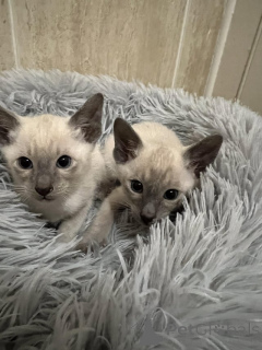 Foto №1. siamkatze - zum Verkauf in der Stadt Berlin | Frei | Ankündigung № 135446