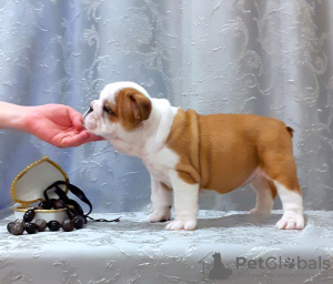 Foto №2 zu Ankündigung № 7510 zu verkaufen englische bulldogge - einkaufen Russische Föderation 