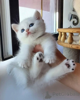 Foto №3. Scottish Fold Kätzchen zur Adoption Alle unsere Kätzchen verfügen über aktuelle. Frankreich