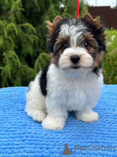 Foto №4. Ich werde verkaufen  in der Stadt Orscha. vom kindergarten, züchter - preis - verhandelt