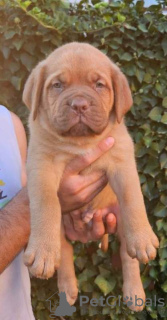 Foto №4. Ich werde verkaufen dogue de bordeaux in der Stadt Leskovac.  - preis - verhandelt