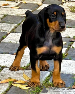 Foto №1.  - zum Verkauf in der Stadt Амстердам | 398€ | Ankündigung № 132700